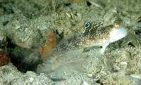Signal goby (Cryptocentrus insignitus)