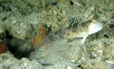Signal goby (Cryptocentrus insignitus)