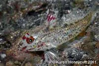Signalfin goby (Fusigobius signipinnis)