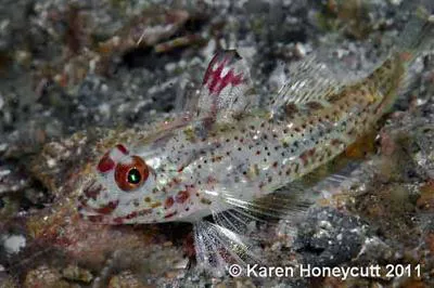 Signalfin goby (Fusigobius signipinnis)