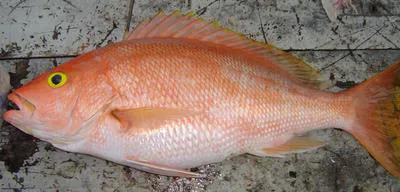 Silk snapper (Lutjanus vivanus)