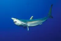 Silky shark (Carcharhinus falciformis)