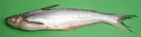 Silond catfish (Silonia silondia)
