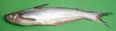 Silond catfish (Silonia silondia)