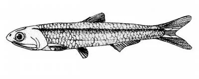 Silver anchovy (Engraulis eurystole)