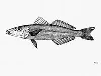 Silver-banded sillago (Sillago argentifasciata)