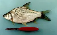 Silver barb (Barbonymus gonionotus)