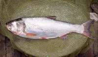 Silver carp (Hypophthalmichthys molitrix)