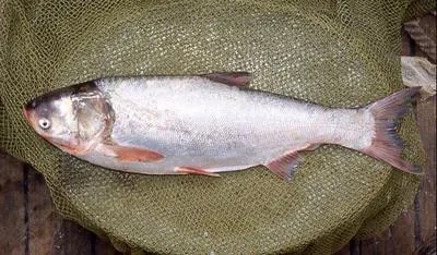 Silver carp (Hypophthalmichthys molitrix)