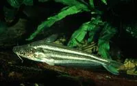 Silver catfish (Schilbe intermedius)