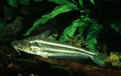Silver catfish (Schilbe intermedius)