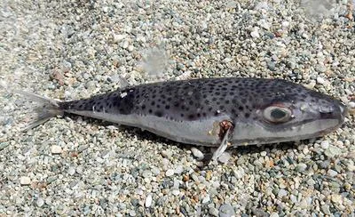Silver-cheeked toadfish (Lagocephalus sceleratus)