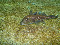 Silver chimaera (Chimaera phantasma)