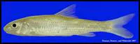 Silver chub (Macrhybopsis storeriana)