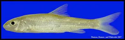 Silver chub (Macrhybopsis storeriana)