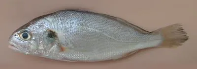 Silver croaker (Pennahia argentata)
