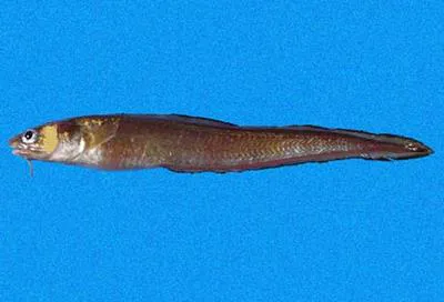 Silver cusk eel (Lepophidium microlepis)