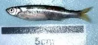 Silver cyprinid (Rastrineobola argentea)