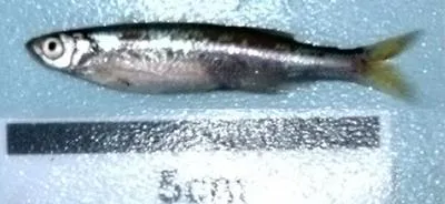 Silver cyprinid (Rastrineobola argentea)