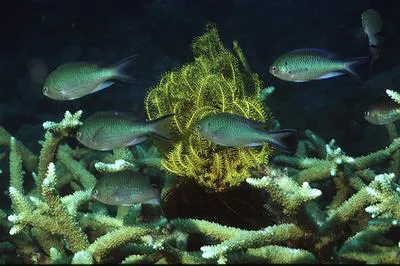 Silver demoiselle (Neopomacentrus anabatoides)