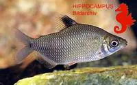 Silver distichodus (Distichodus affinis)