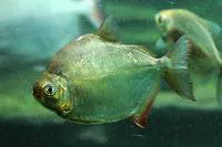 Silver dollar (Metynnis hypsauchen)