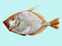 Silver dory (Cyttus australis)