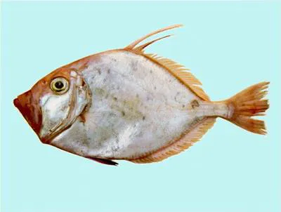 Silver dory (Cyttus australis)