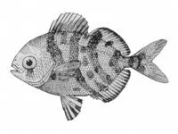 Silver driftfish (Psenes maculatus)