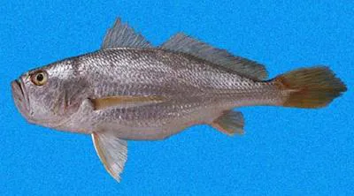 Silver drum (Larimus argenteus)