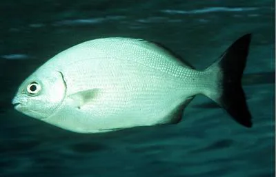 Silver drummer (Kyphosus sydneyanus)