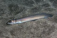 Silver Eel (Ariosoma mellissii)