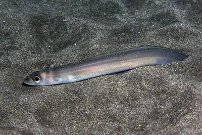 Silver Eel (Ariosoma mellissii)