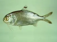 Silver eye (Polymixia japonica)