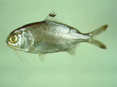 Silver eye (Polymixia japonica)
