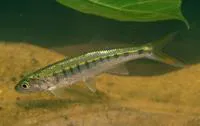 Silver fish (Raiamas senegalensis)