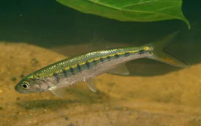 Silver fish (Raiamas senegalensis)