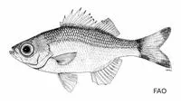 Silver flagtail (Kuhlia munda)