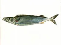 Silver gemfish (Rexea solandri)
