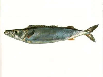 Silver gemfish (Rexea solandri)