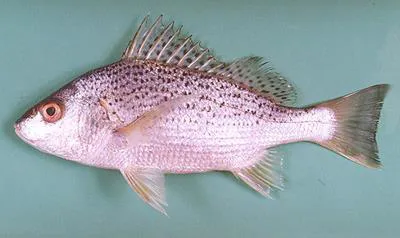 Silver grunt (Pomadasys argenteus)