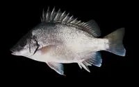 Silver grunter (Mesopristes argenteus)