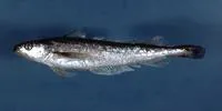 Silver hake (Merluccius bilinearis)