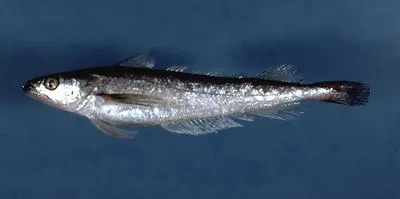 Silver hake (Merluccius bilinearis)