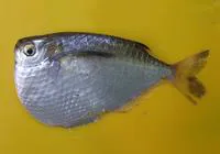 Silver hatchetfish (Gasteropelecus levis)