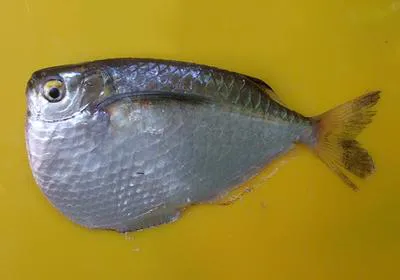 Silver hatchetfish (Gasteropelecus levis)