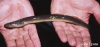 Silver lamprey (Ichthyomyzon unicuspis)