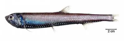 Silver lightfish (Phosichthys argenteus)