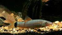 Silver loach (Yasuhikotakia lecontei)