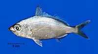 Silver mojarra (Eucinostomus argenteus)